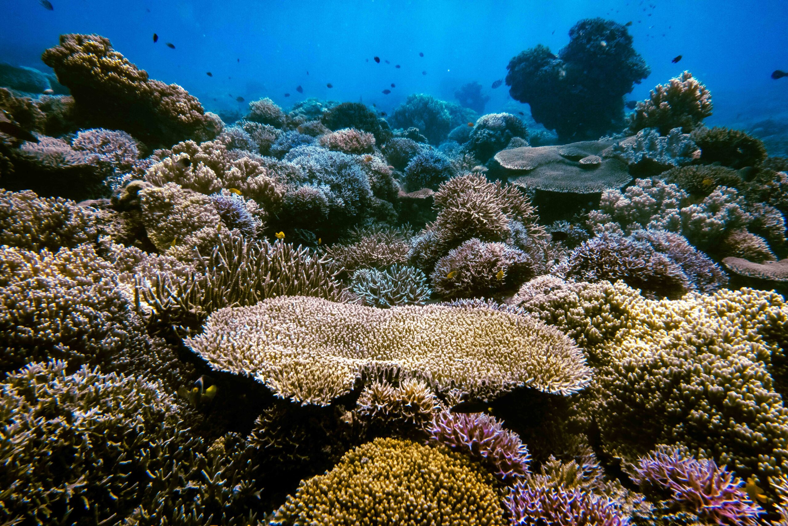 Resilience from the deep: safeguarding the global ocean